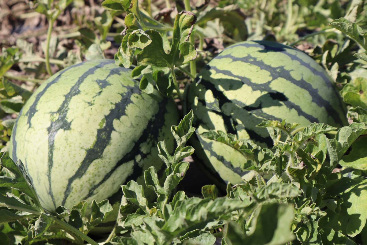 Wassermelonen